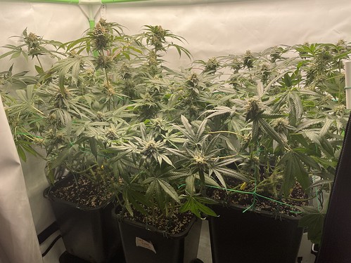 Growreport Bild 11