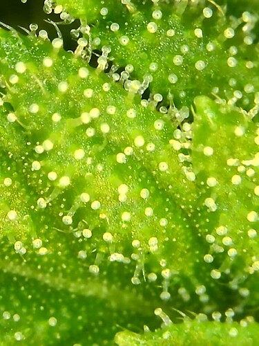 Growreport Bild 39