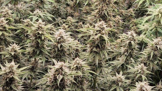 Growreport Bild 26