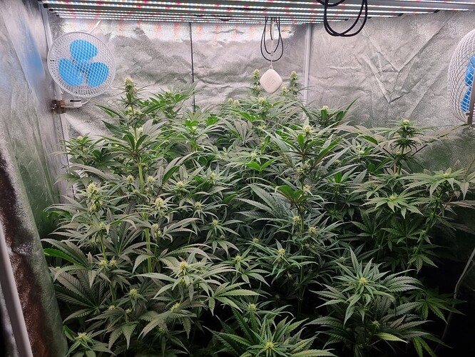 Growreport Bild 27