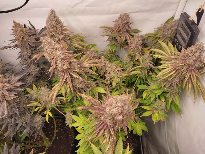 Growreport Bild 14