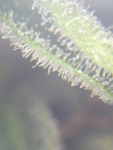 Growreport Bild 8
