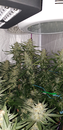 Growreport Bild 13