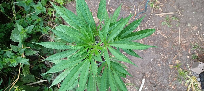 Growreport Bild 19