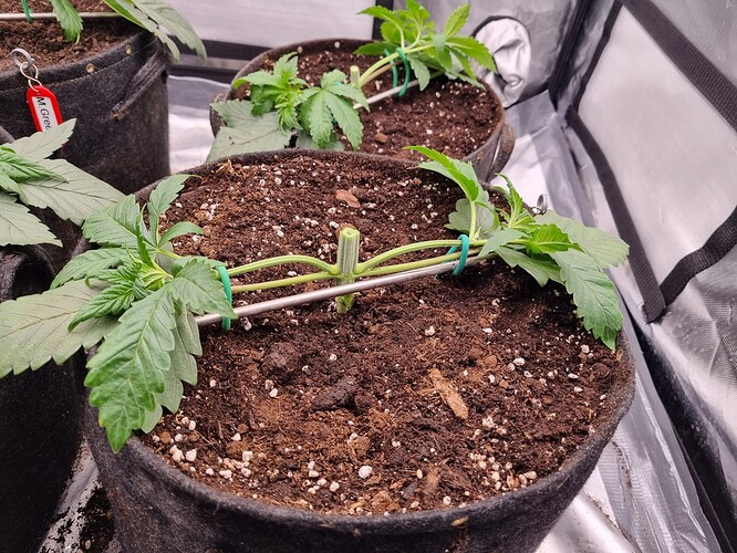 Growreport Bild 15