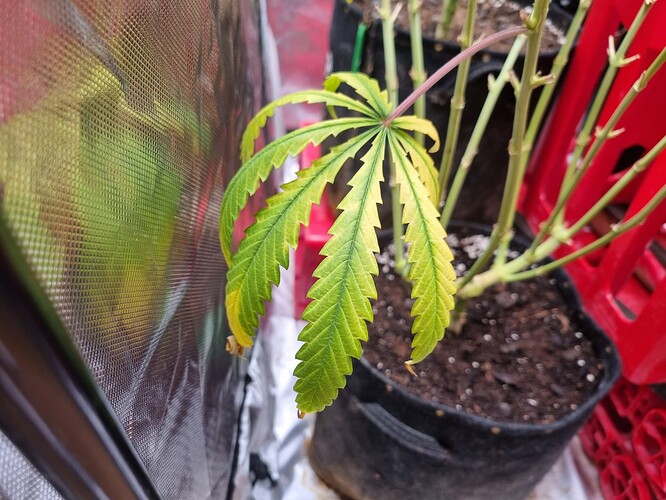 Growreport Bild 3