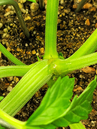 Growreport Bild 5