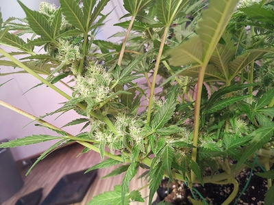 Growreport Bild 5