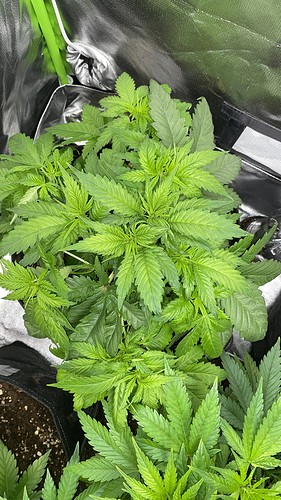 Growreport Bild 18