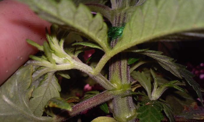 Growreport Bild 6