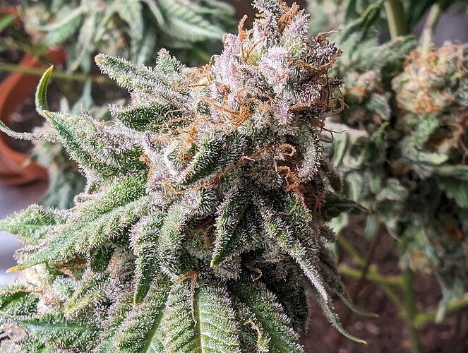 Growreport Bild 8