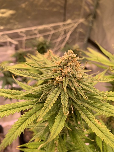 Growreport Bild 6