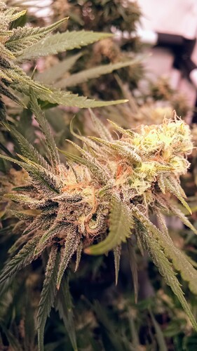 Growreport Bild 59