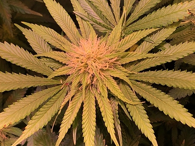 Growreport Bild 19