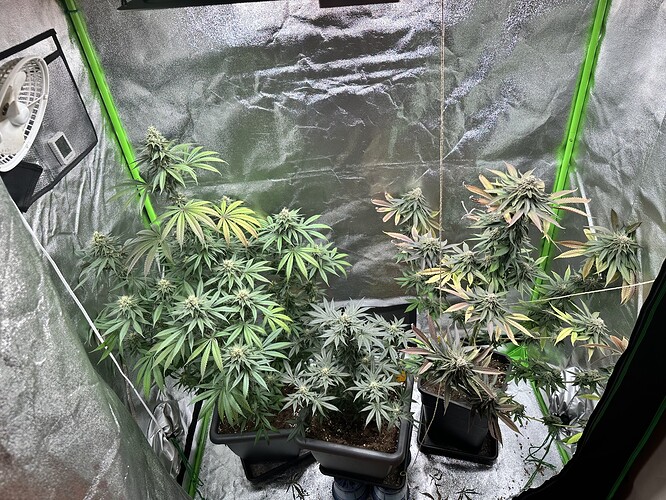 Growreport Bild 33