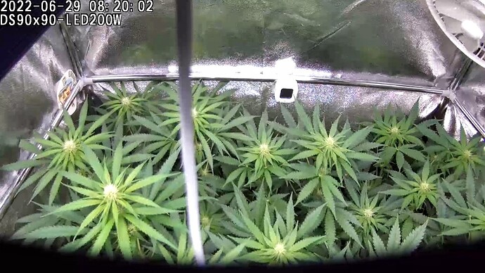 Grow ⛺ - 2022-06-29 08.20.02