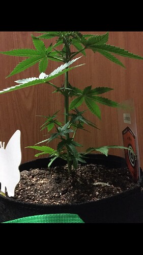 Growreport Bild 12