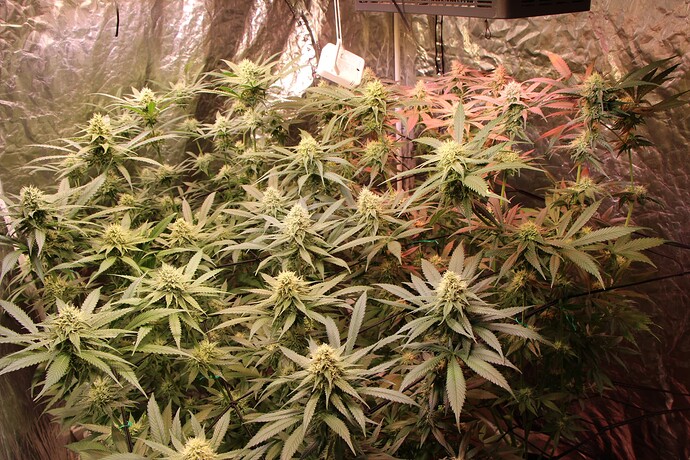 Growreport Bild 1