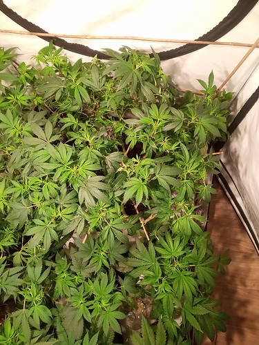 Growreport Bild 15