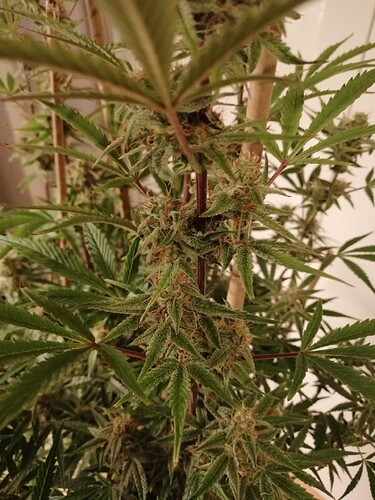 GG#2_231221-8