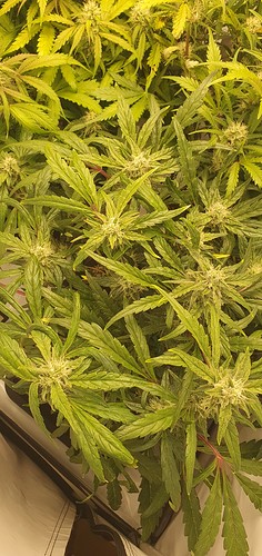 Growreport Bild 4