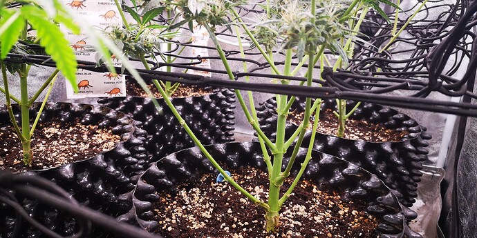 Growreport Bild 30
