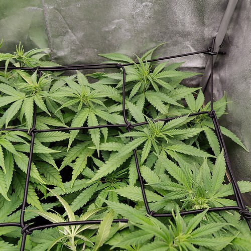 Growreport Bild 3