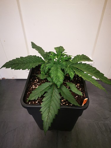 Growreport Bild 3