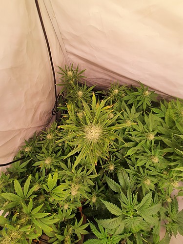 Growreport Bild 3