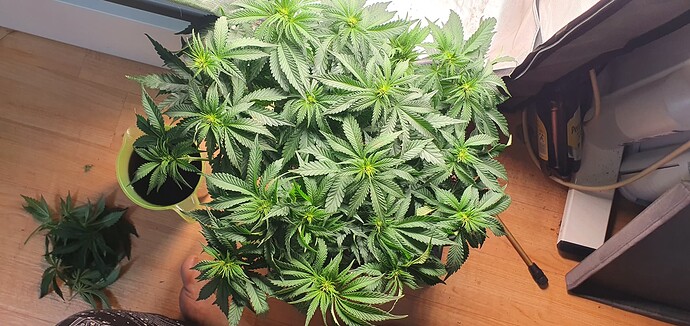 Growreport Bild 1