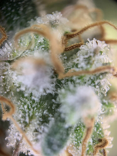 Growreport Bild 2