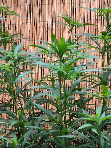 Growreport Bild 3