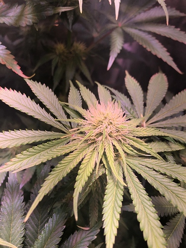Growreport Bild 4