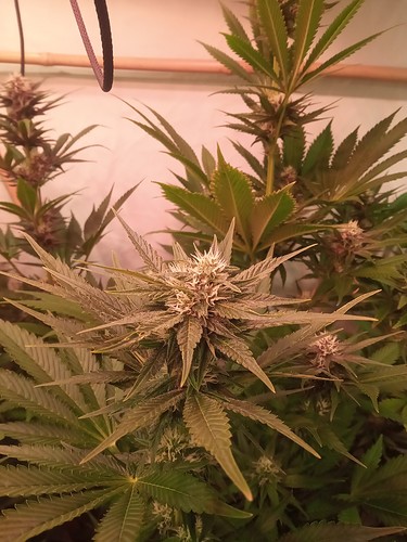 Growreport Bild 56