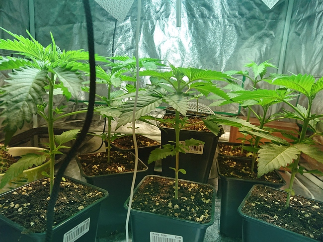 Growreport Bild 24