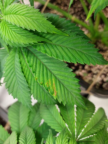 Growreport Bild 5