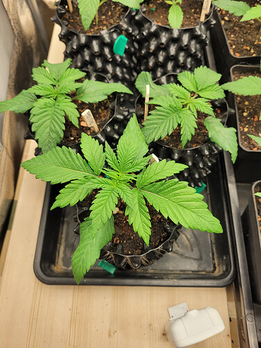 Growreport Bild 15