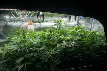 Growreport Bild 1
