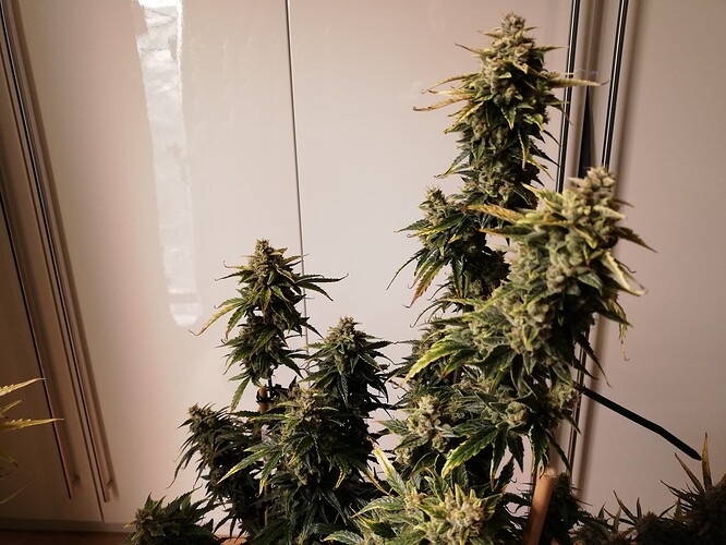 GG#1_240116-1