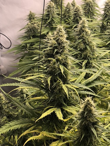 Growreport Bild 7