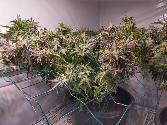 Growreport Bild 9