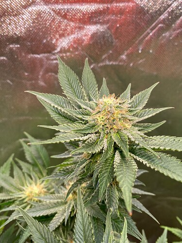 Growreport Bild 6