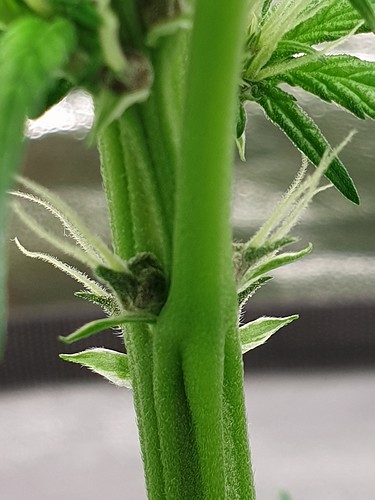 Growreport Bild 3