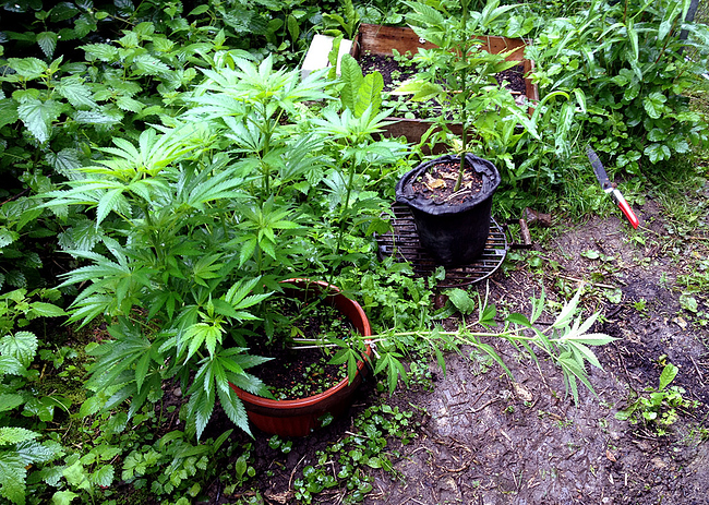 Growreport Bild 9