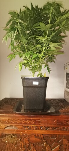 Growreport Bild 5