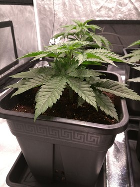 Growreport Bild 16