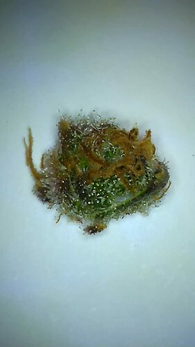 Growreport Bild 25