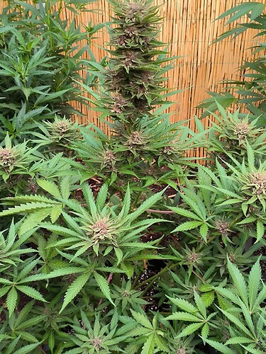 Growreport Bild 11