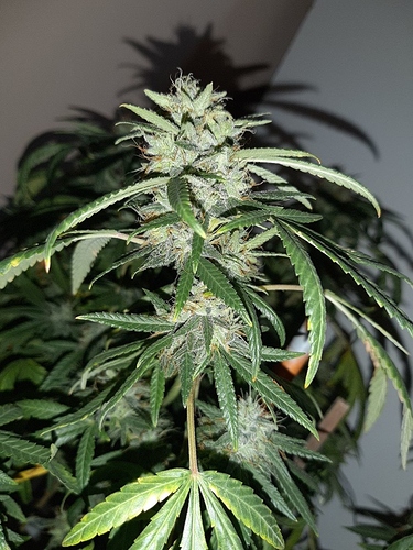 Growreport Bild 3