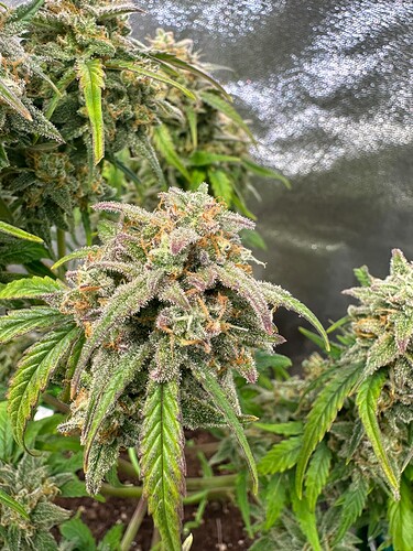 Growreport Bild 22